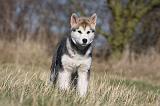 ALASKAN MALAMUTE 884